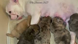 Platinum French Bulldog Mother Breastfeeding Her Merle Litter [upl. by Natlus]