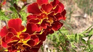 Tagetes patula medicinal plant [upl. by Ylac]