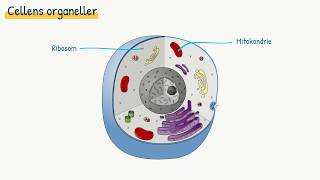 Celler og væv Cellens organeller [upl. by Olwena]