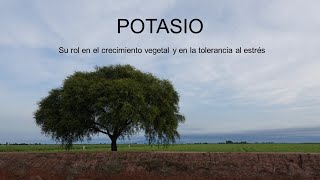 7 Potasio [upl. by Yelwah]