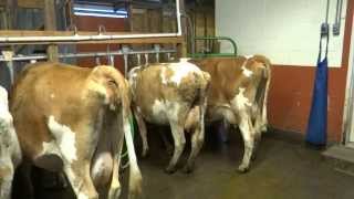 Old Silvana Creamery raw milk dairy Silvana Washington part 1 [upl. by Enomis]