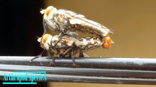 Insect Species  Flesh Fly  Flies are mating  Pt2 [upl. by Yasnyl]