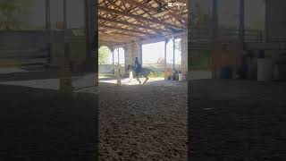 This jump is actually gorgeous🤞😝 foryou horse daisy horsesaremylife jumping younghorsetraining [upl. by Novah]