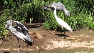 Shoebill Stork BillClattering [upl. by Lonne147]