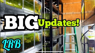 HUGE UPDATES Trials and Tribulations Surprise Baby Fish New Rack Ponds Plumbing and More [upl. by Odlonyer989]