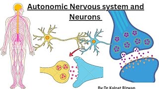 Autonomic Nervous system  structure of neuron🧠 [upl. by Spiro]