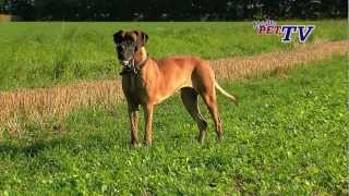 Deutsche Dogge Informationen zur Rasse [upl. by Natalie]