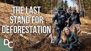 Saving The Last Ancient Forest From Deforestation  The Last Stand  Nature Documentary  DC [upl. by Schroder915]