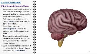 Abducens nerve [upl. by Zoller473]