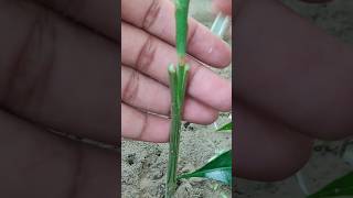 Mango Grafting concept grafting agriculture farming shorts viral gardening graftingtree [upl. by Alah]