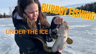 Burbot and Peamouth Ice Fishing In Northern BC Canada burbot icefishing fishing cod [upl. by Francie744]