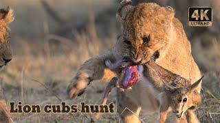 Lion cubs hunt Thomson Gazelle  Masai Mara Kenya [upl. by Neilson]