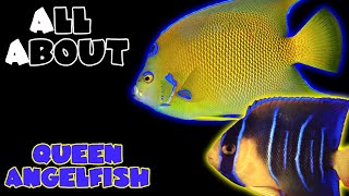 All About The Queen Angelfish [upl. by Ferren]