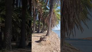 palmforest panagiouda lesvos greekisland travel visitgreece landscape [upl. by Chilt]