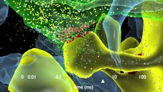 How Synapses Work [upl. by Taddeo]