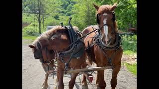 Runaway Amish horse damages Wellsville NY Country Club golf course [upl. by Anirahtak]