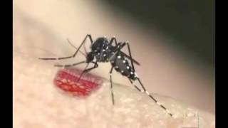 DENGUE  Aedes Aegypti picando uma pessoa  Febre Amarela [upl. by Parsifal]