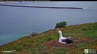 Royal Albatross Chick Skycalls Towards Soaring Adults – July 27 2022 [upl. by Tatia919]