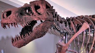 The Tragic RealLife Story Of Sue The TRex [upl. by Cattima]