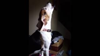 Beagles howling [upl. by Ellehcar]