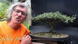 Preparing My Serissa for the Bonsai Shows Part 1 The Bonsai Zone Aug 2024 [upl. by Noek838]