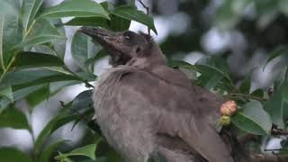 Noisy Friarbird 64 [upl. by Carolle]