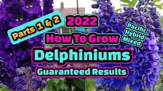 How to sow amp grow Delphiniums part 1 amp 2 [upl. by Okechuku221]