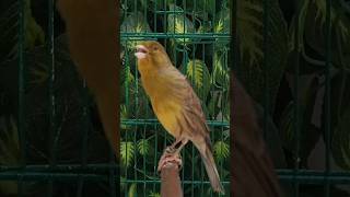 chant singing canaries 34 تغريد الكناري [upl. by Ydieh861]