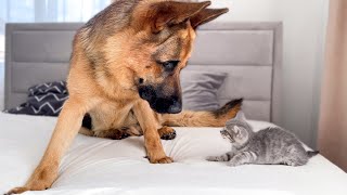 German Shepherd and a Tiny Kitten Before Becoming Friends [upl. by Atonsah]