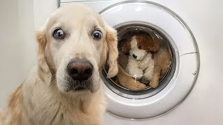 DOG MEMES amp FUNNY VIDEOS To Bring You Joy [upl. by Daveda845]