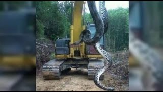 Anaconda  Giant snake found in Brazil  Cobra de 10 metros encontrada no Pará [upl. by Ailadgim790]