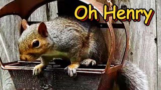 Henry the Gray Squirrel is acting Weird [upl. by Llebana752]