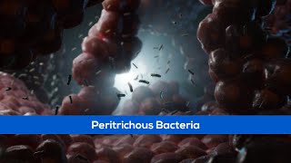 Peritrichous Bacteria  Scientific Animations [upl. by Anauj]