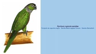 Video Encyclopedia of Parrot Species  242 Pyrrhura rupicola sandiae [upl. by Rosse365]