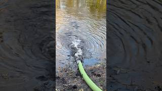 Pumping water into a pond from a tanker truck pond water satisfying tanker [upl. by Eedissac]