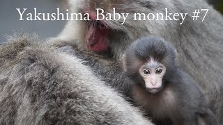 Yakushima Macaque babies 7 [upl. by Niroc]