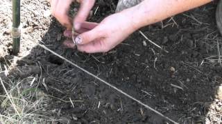 Planting Onions Sown From Seed  Claires Allotment Part 163 [upl. by Nerag]