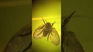 Psychodidae Sink Flies Drain Flies Sewer Gnats Filter Flies Live in Your Bathroom Kyiv Ukraine [upl. by Leveridge]