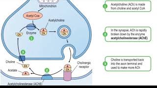 Acetylcholinesterase enzyme  biological function  regulation inhibition  Donepezil mechanism [upl. by Ettelegna]