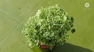 Aralia Plant Care In Tamil How to Care aralia live plant [upl. by Naltiac]