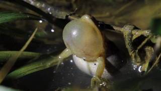 Upland Chorus Frog [upl. by Lovich]