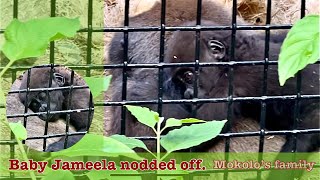 Mokolo’s family Baby gorilla Jameela nodded off [upl. by Iveel354]