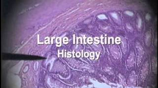 Digestion Histologymov [upl. by Lelia]