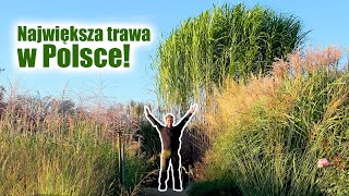 Największa trawa w Polsce Wieloletnie trawy ozdobne 🌾 TYLKO ZIMUJĄCE ROŚLINY OZDOBNE [upl. by Cecilla]