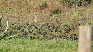 Storno Sturnus vulgaris 2024 16 nov [upl. by Enineg]