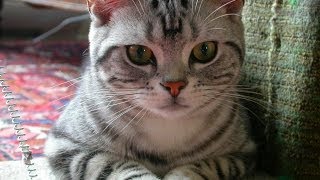 Animal Planet  Cats 101  American Shorthair [upl. by Ahsilrac]