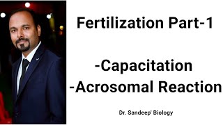 Fertilization Part1 Sperm Capacitation Acrosomal Reaction Ovam  Hindi [upl. by Inkster338]