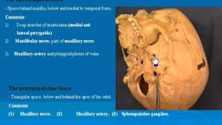 31 Infratemporal amp Pterygopalatine fossa تشريح أحمد كمال [upl. by Anaujat]