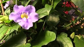 Growing the Blue Skyflower Thunbergia grandiflora [upl. by Doble]