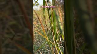 Feel the nature ✨❤️ naturelovers beautyofnature nature videoshort shoot shorts shortvideo [upl. by Tommi500]